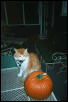 Mu shue and the pumkin