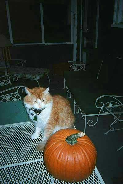 Mu shue and the pumkin