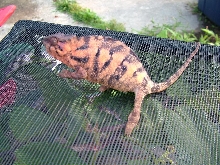 Ambanja Female
