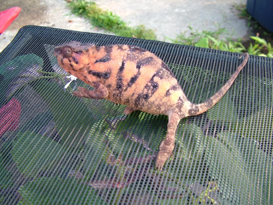 Ambanja Female