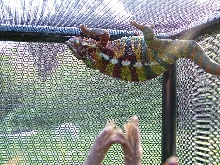 Ambanja Male