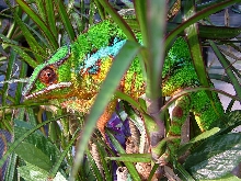 Ambilobe Male