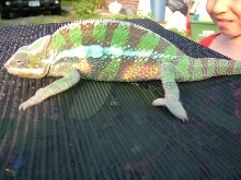 Sambava Male