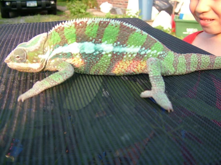 Sambava Male
