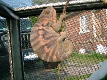 Nosey Be Female