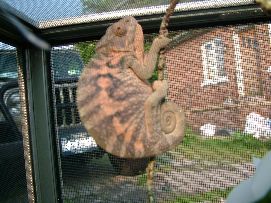 Nosey Be Female