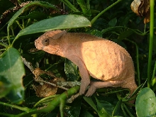 Sambava Female