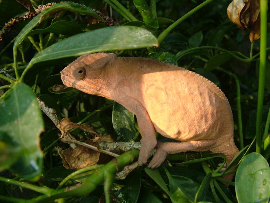 Sambava Female