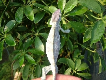 Ambilobe Female