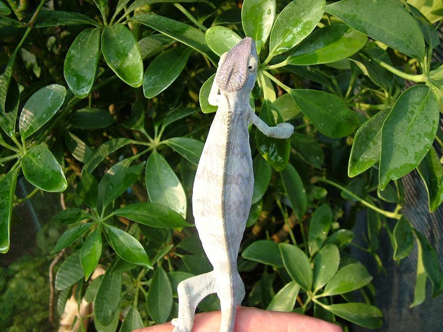 Ambilobe Female