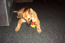 Jazz our rescue Shepherd @ 7 months