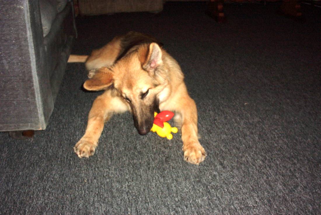 Jazz our rescue Shepherd @ 7 months