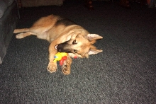 Jazz and her toy