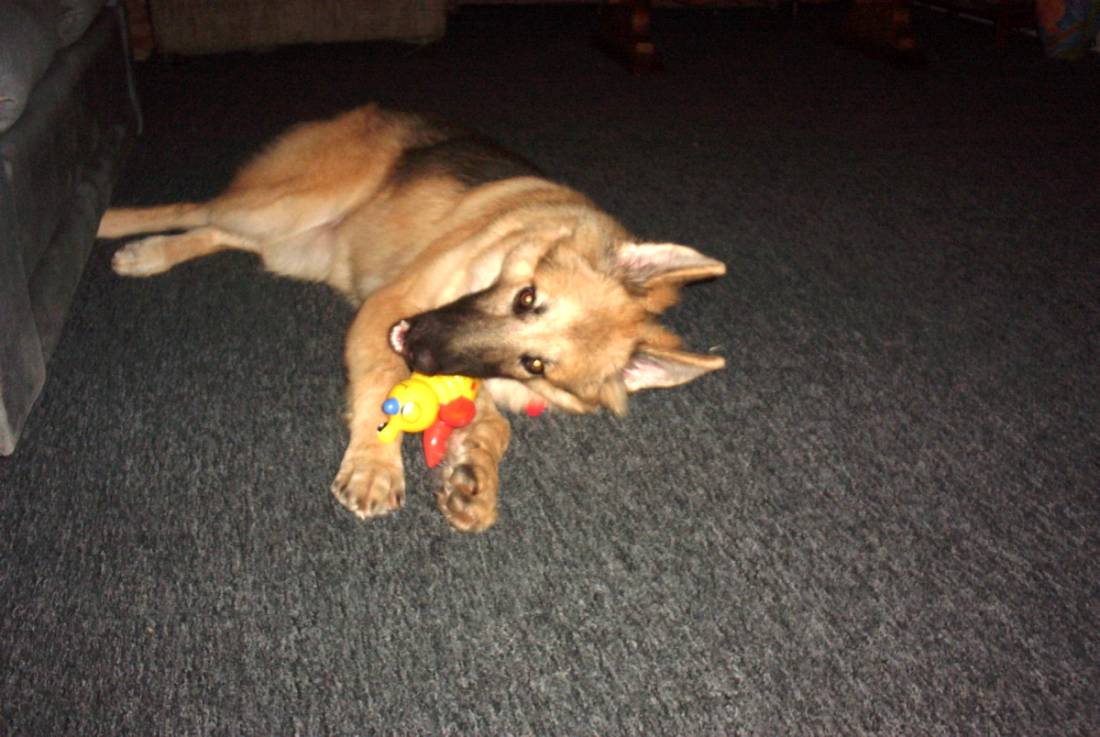 Jazz and her toy