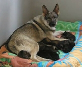 Jazz's mom with pups