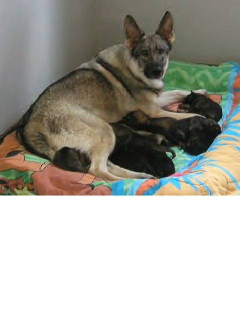 Jazz's mom with pups