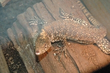 Mystery lizard