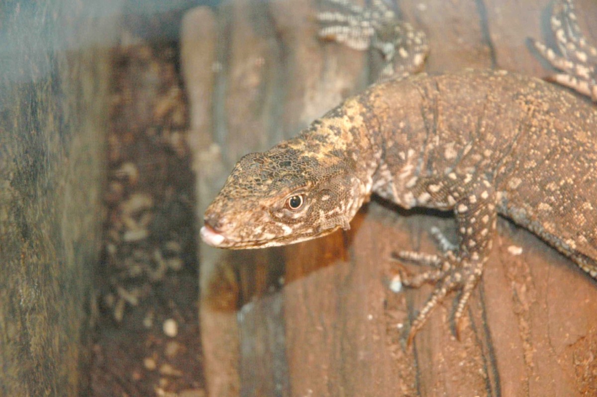 Mystery lizard 2