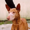 Rufus head