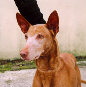 Rufus head