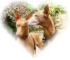 Rufus and Blondie love