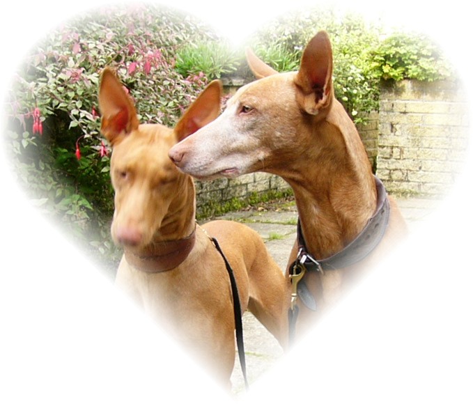 Rufus and Blondie love