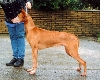 Lileo's Orpheus Of Serafin "Rufus"