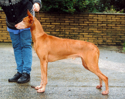 Lileo's Orpheus Of Serafin "Rufus"