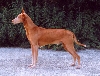 Lileo's Orpheus/Rufus
