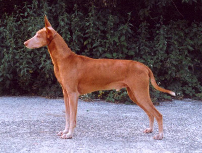 Lileo's Orpheus/Rufus