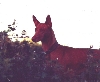 Rufus behind hedge