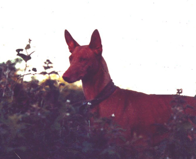 Rufus behind hedge