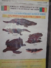 WCS Poster.