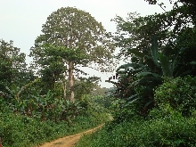 Primary Rainforest Southern Cameroon.
