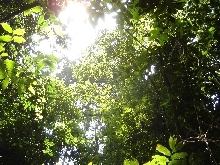 Little sunlight  reaches the jungle floor.