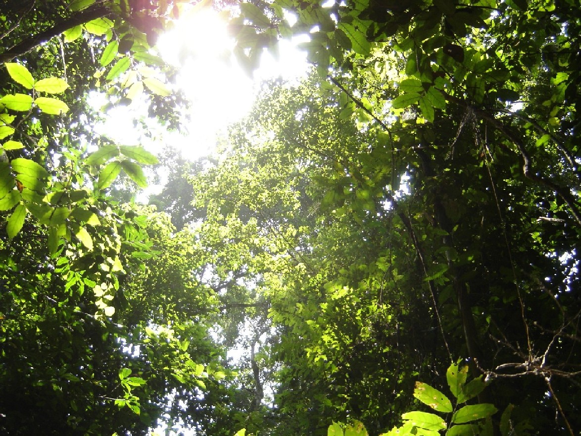 Little sunlight  reaches the jungle floor.