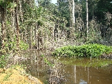 Dwarf Crocodile Habitat.