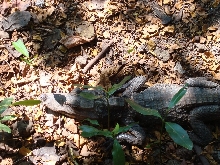 Small wild caught Dwarf Crocodile
