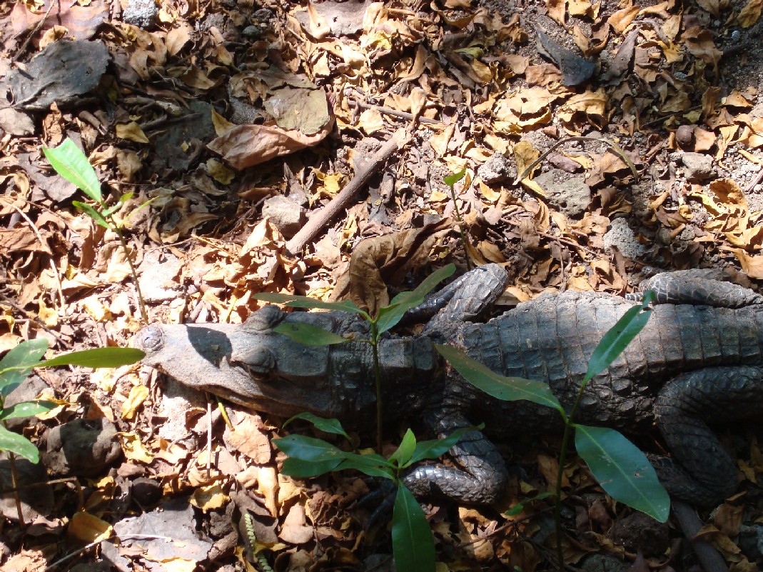 Small wild caught Dwarf Crocodile