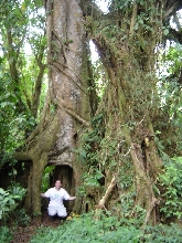 Strangler Fig Tree on Mount Cameroon.