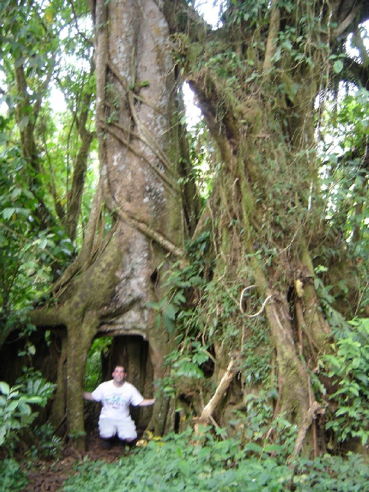 Strangler Fig Tree on Mount Cameroon.