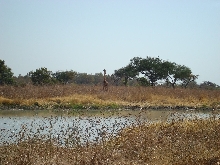 Giraffe in African Savanna.