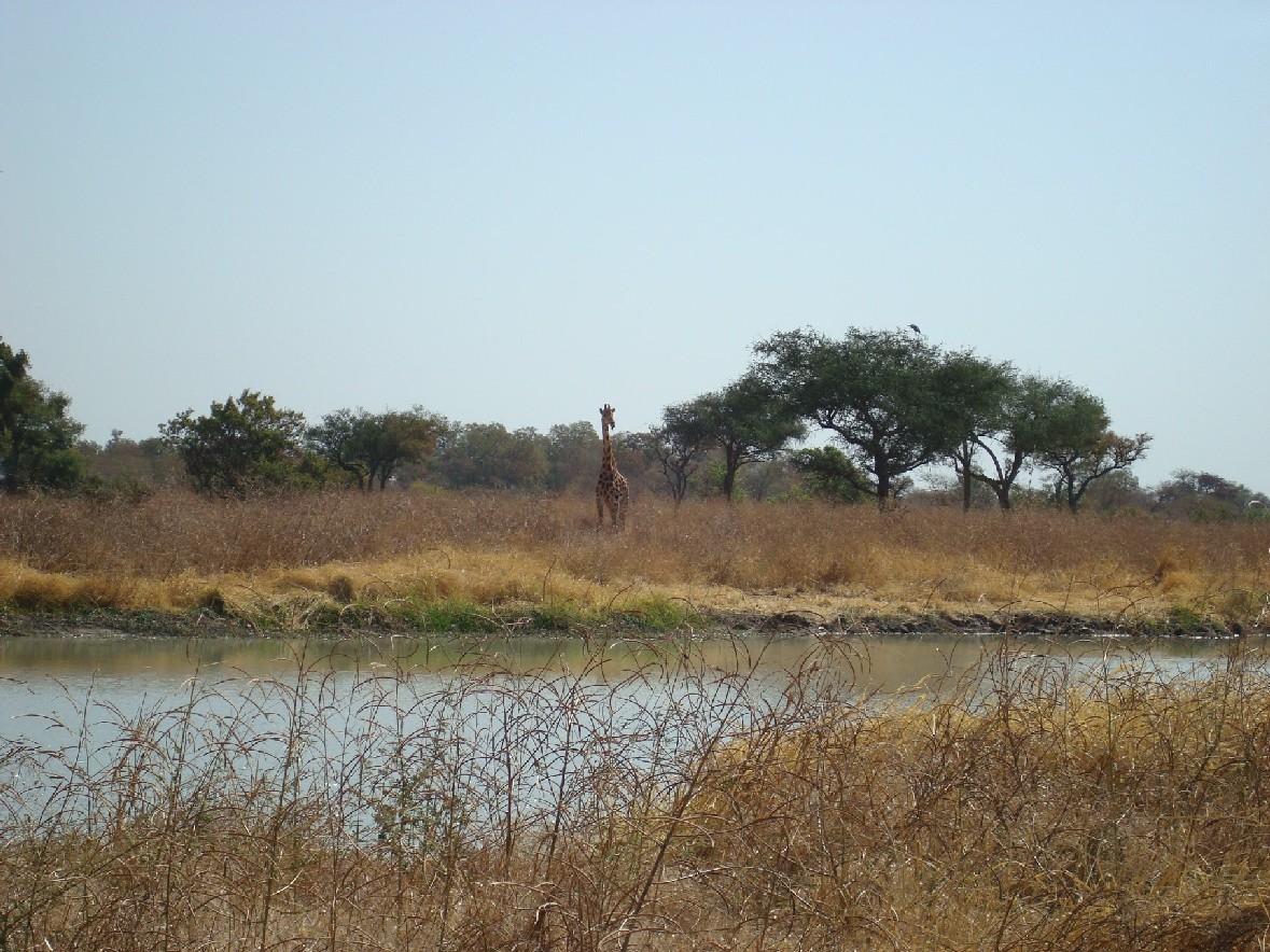 Giraffe in African Savanna.