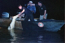 Adam Britton and Paul Bodnar catching Saltwater Crocs.