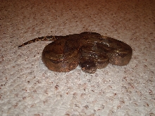 Corn Island Boa pic 1