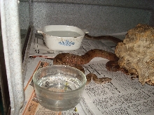 Pure locality Corn Island Boa pic 2