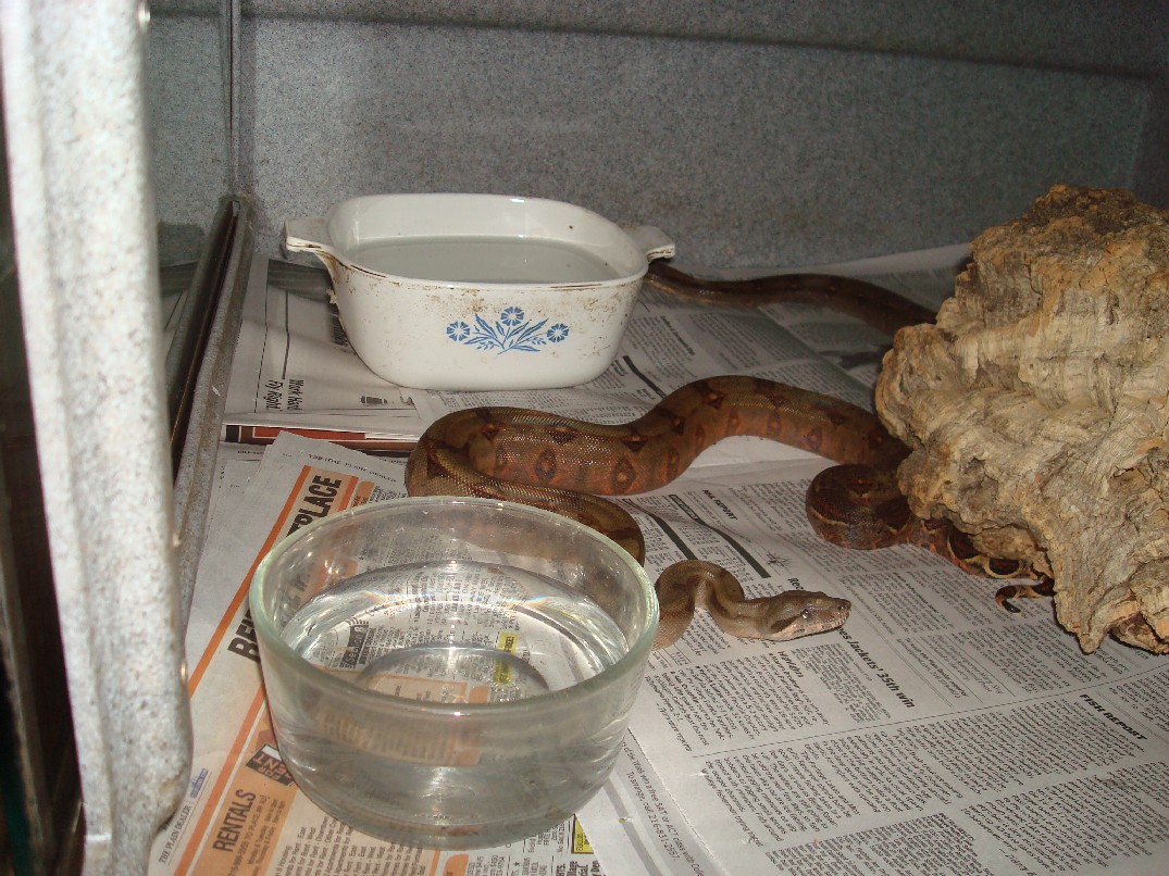 Pure locality Corn Island Boa pic 2