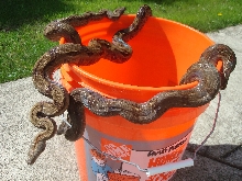 Bucket of Corn Island Boas