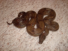 Corn Island Boa (pic 3)