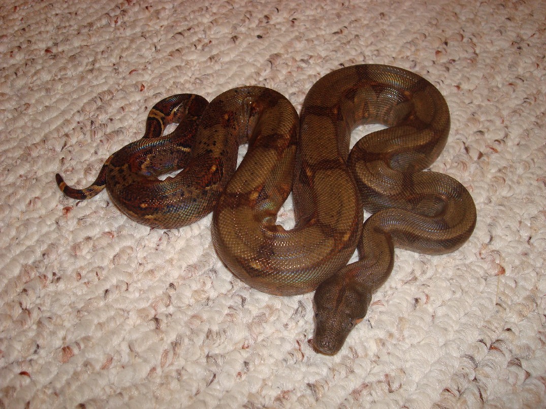 Corn Island Boa (pic 3)